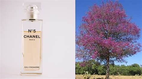 chanel planta